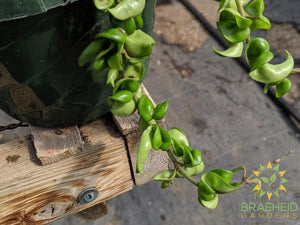 Order Hoya Compacta Canada wide Shipping