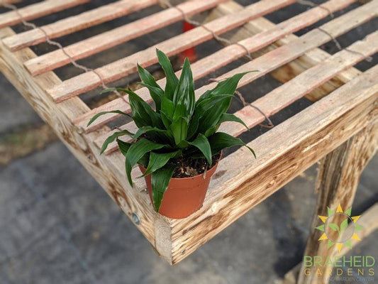 Buy Janet Craig Dracaena online Canada