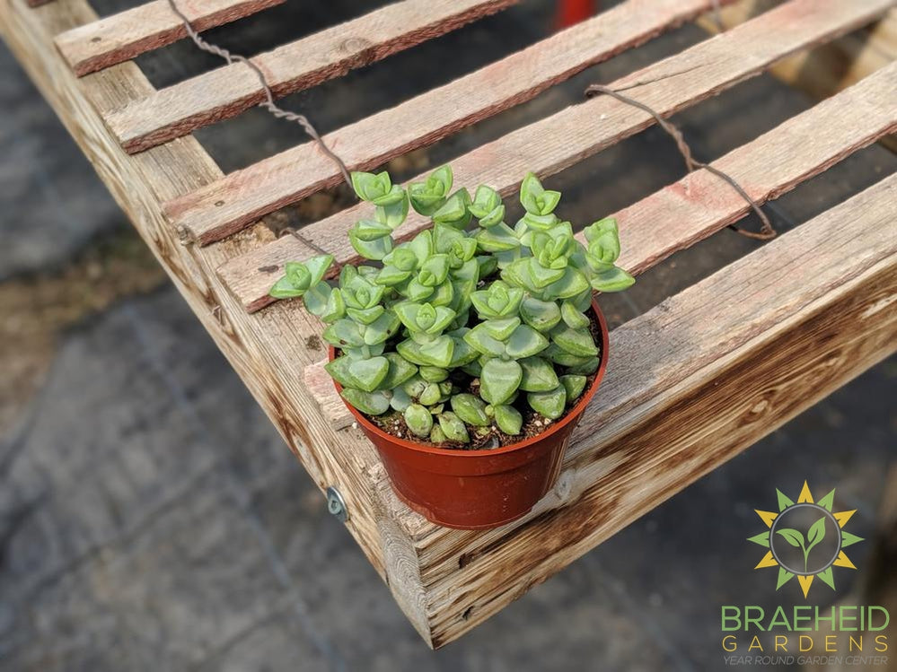 String of Buttons (Crassula Perforata)