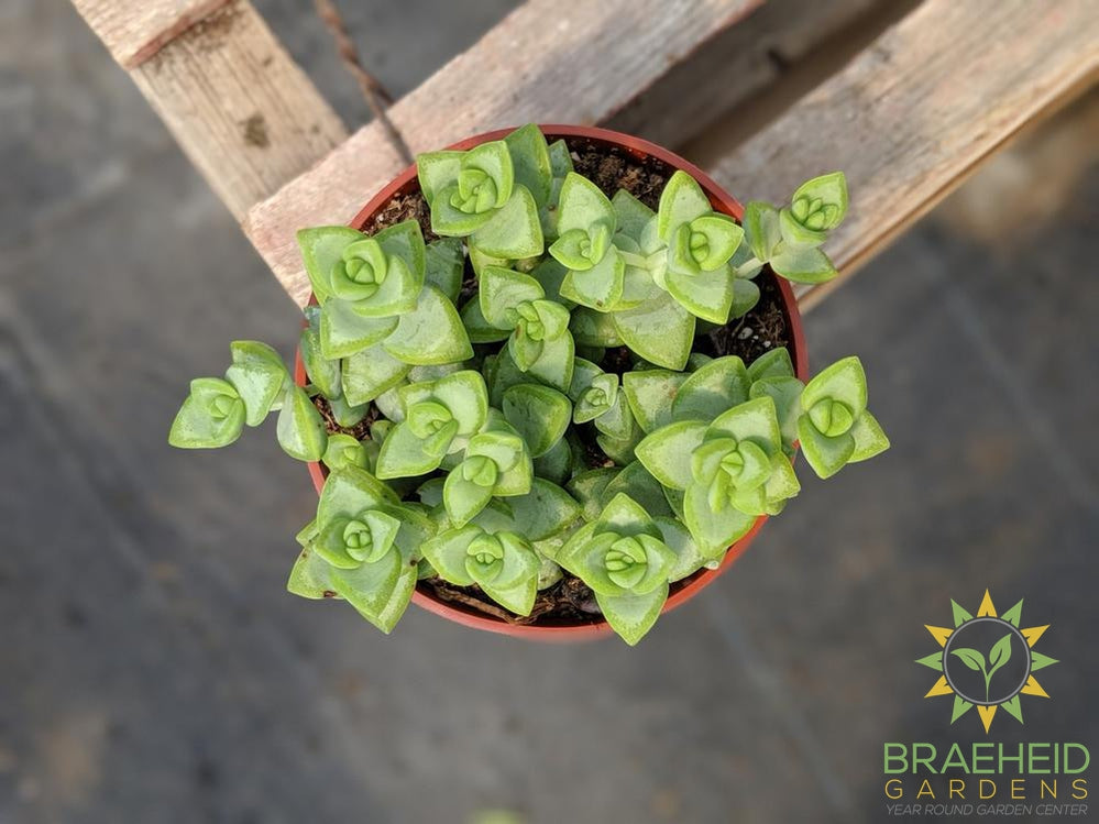 String of Buttons (Crassula Perforata)