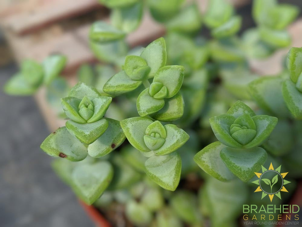 String of Buttons (Crassula Perforata)