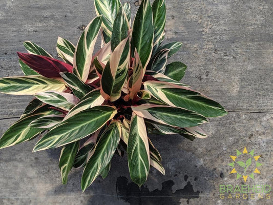 Large Stromanthe Triostar - NO SHIP