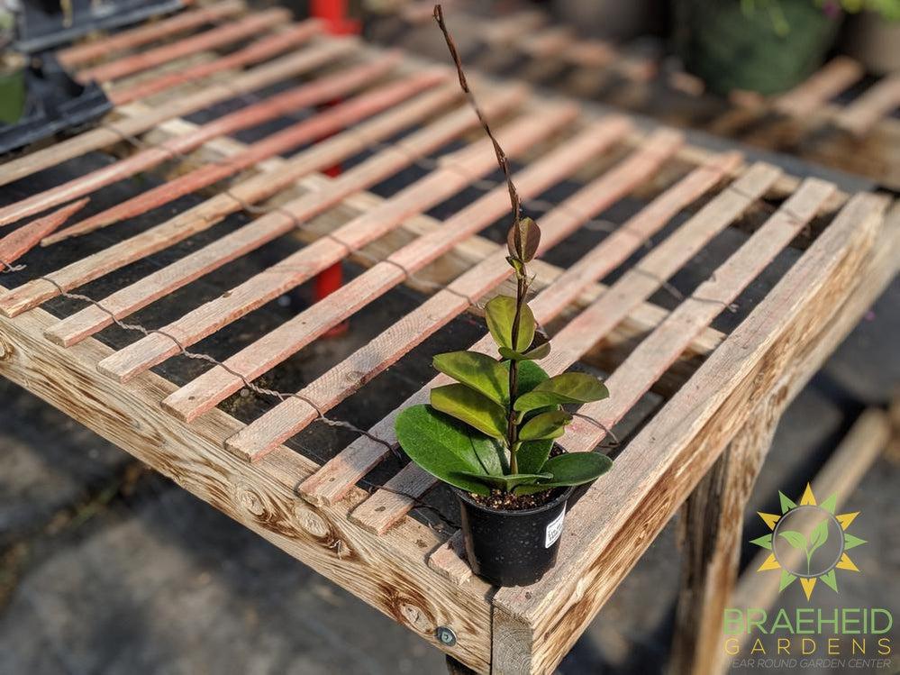 Buy Hoya Australis online in Canada