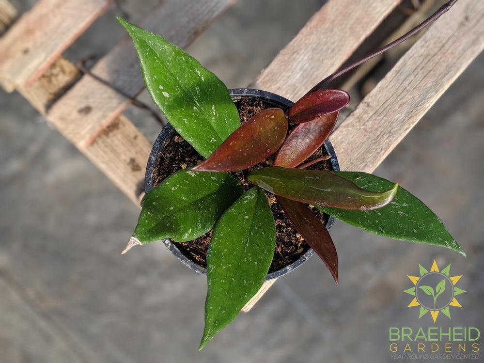 waxplant hoya online in Canada