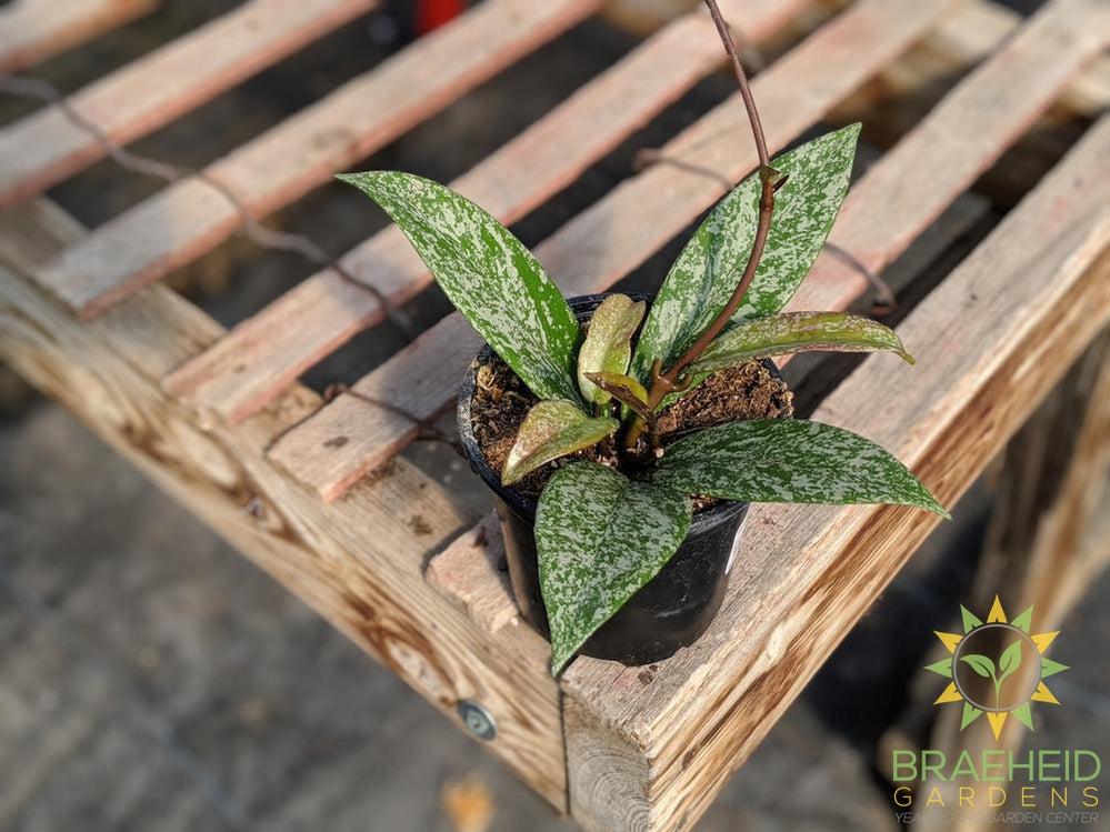 Hoya pubicalyx wax plant splash plant