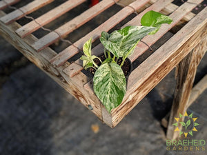 4" Marble Queen Pothos Canada BUY ONLINE