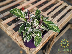 Calathea White Fusion *RARE*