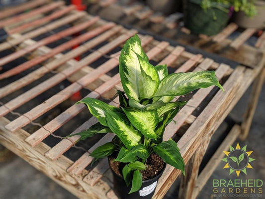 Dieffenbachia Camille