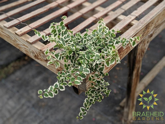Variegated Creeping Ficus