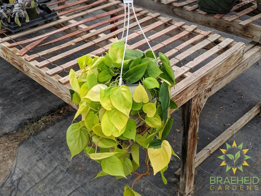 Lime Neon Philodendron Hanging Basket