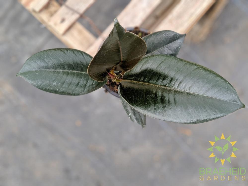 Rubber Tree - Ficus Robusta