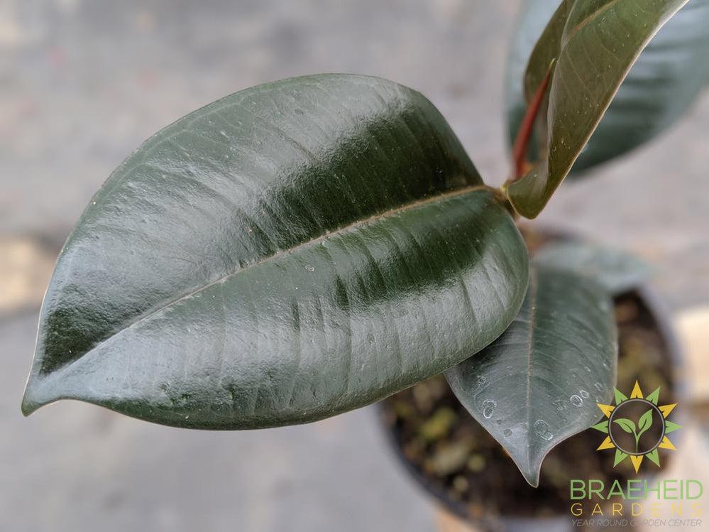 Rubber Tree - Ficus Robusta