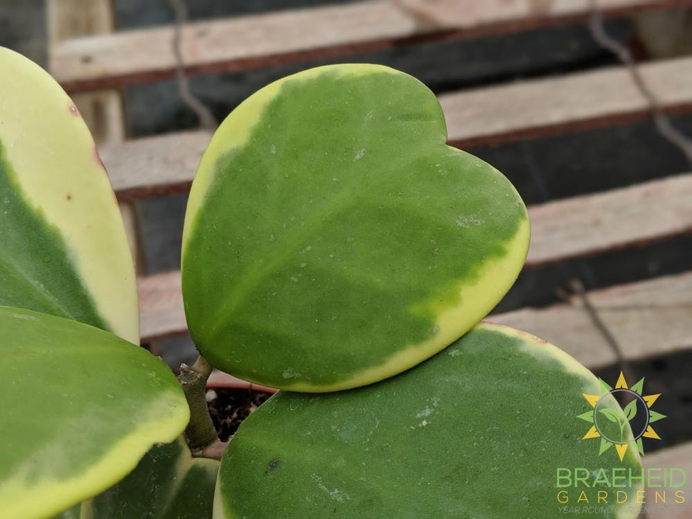 Hoya Kerrii Albomarginata Leaf shape