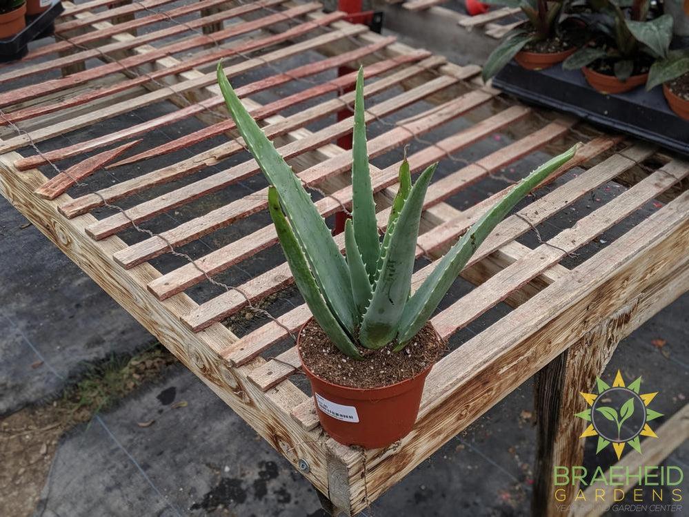 Aloe vera - medicinal
