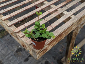 Buy Peperomia Hope online in Canada