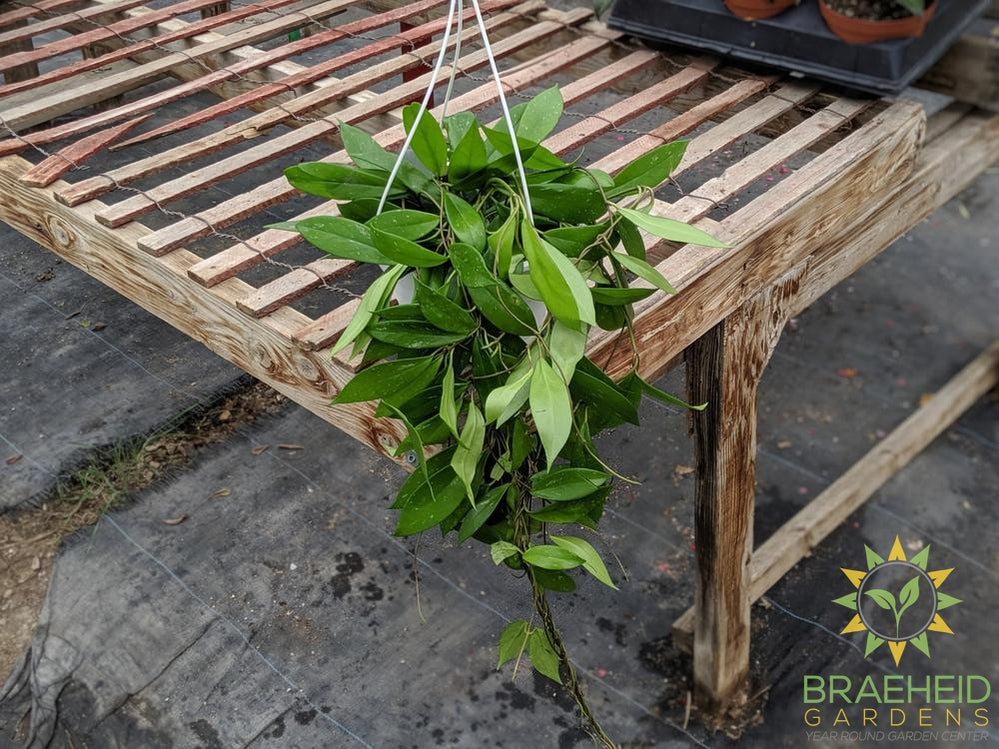 Shop Hoya pubicalyx plant hanging basket
