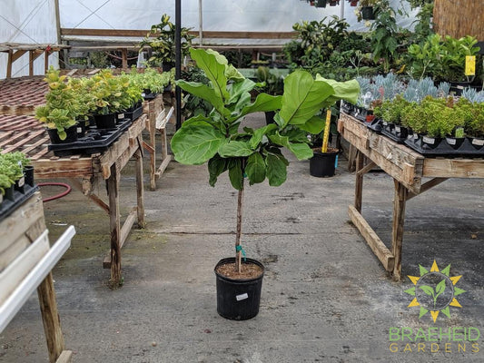 Large Fiddle Leaf Fig Tree - NO SHIP