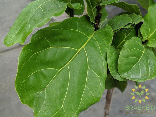 Large Fiddle Leaf Fig Tree - NO SHIP