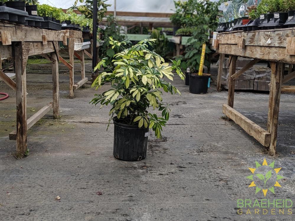 Large Schefflera Arboricol Trinette - NO SHIP