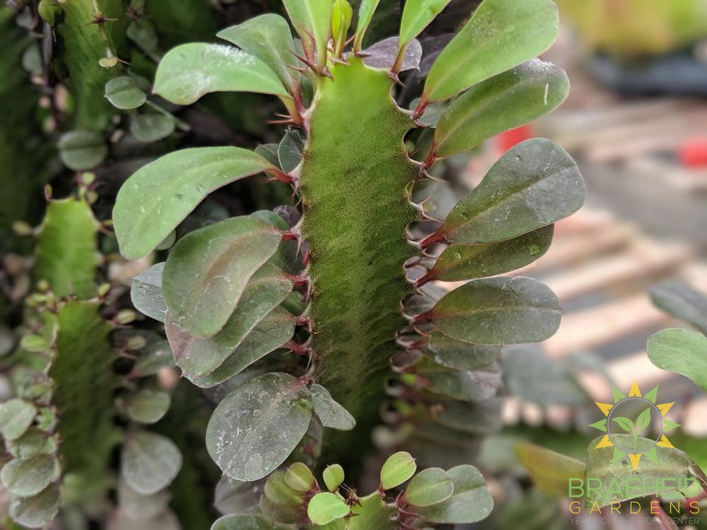 Large Euphorbia Trigona - NO SHIP