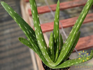 Aloe vera - medicinal