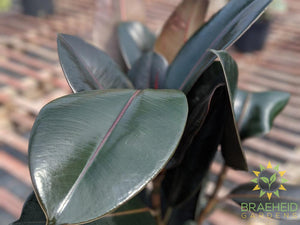 Large Rubber Tree - Ficus Robusta - NO SHIP