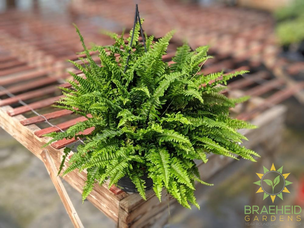 Boston Fern - Hanging Basket