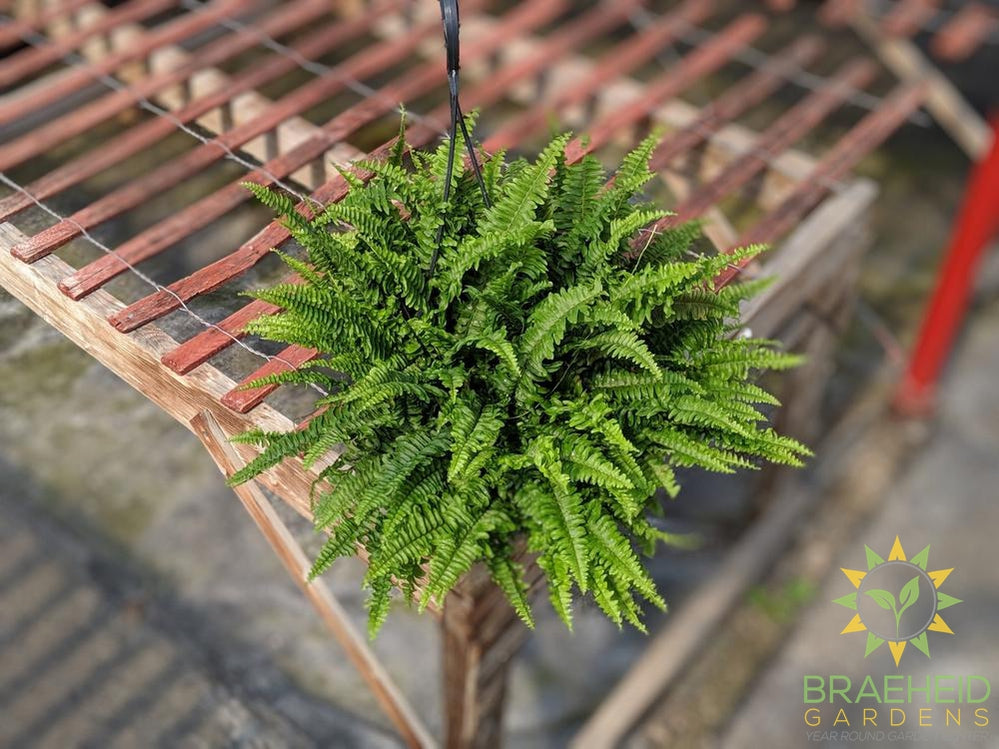 Boston Fern - Hanging Basket