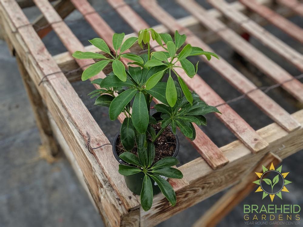 Umbrella Tree - Arboricola Green