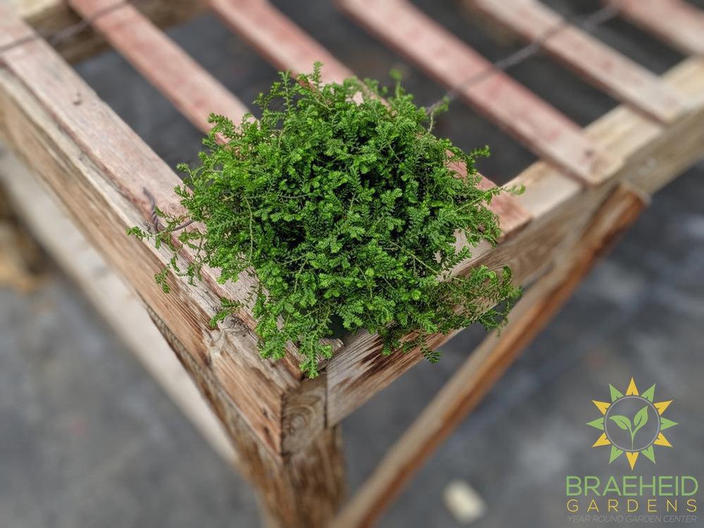Club moss plant online in canada