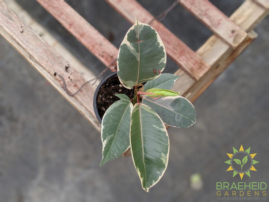 Rubber Tree - Ficus Tineke