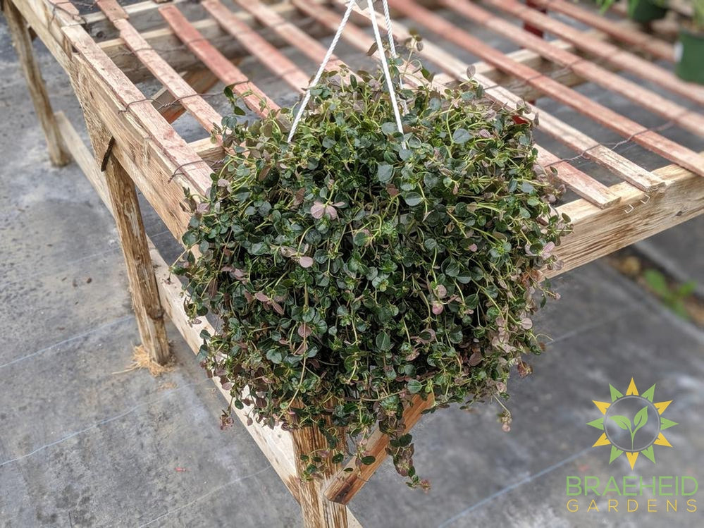 Pilea Depressa - Hanging Basket