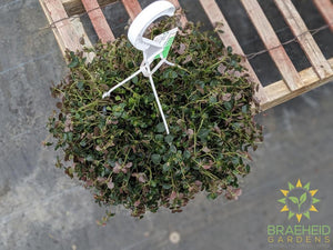 Pilea Depressa - Hanging Basket