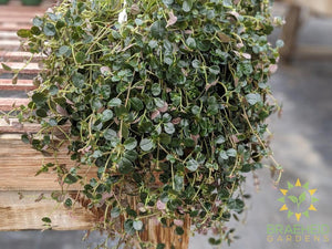 Pilea Depressa - Hanging Basket