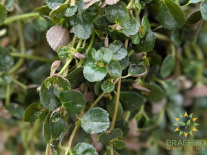 Pilea Depressa - Hanging Basket