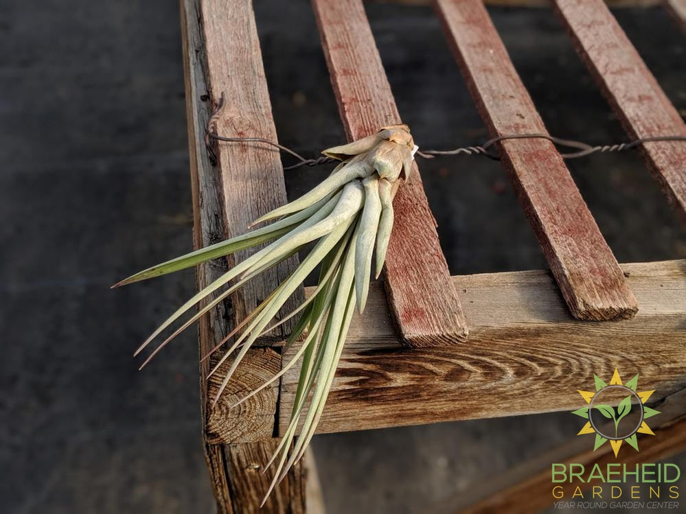 Fasciculata Tillandsia