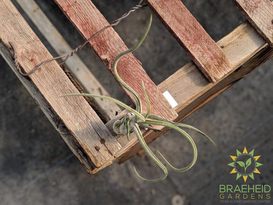 Caput Medusae Tillandsia