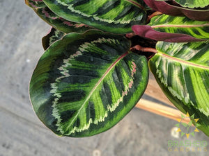 Calathea Illustris
