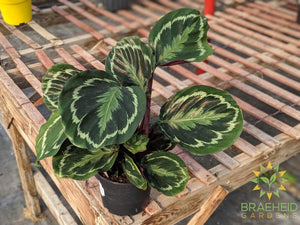 Calathea Medallion