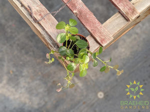 Pilea Depressa - Kiereweed