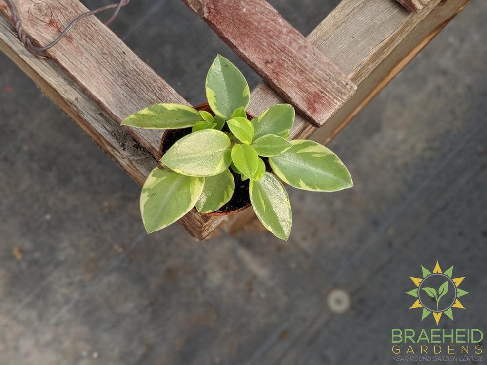 Peperomia Orba Variegata