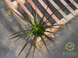 Order Dragon Tree online in Canada
