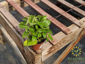 Peperomia Pixie - Karnivores