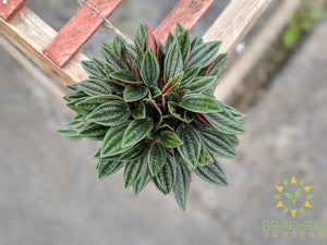 Peperomia Red Rosso