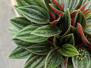 Peperomia Red Rosso