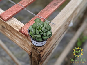 Key Lime Pie Succulent