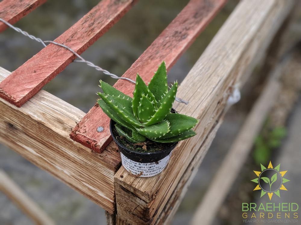 Aloe Brevifolia 'Green Jaws'