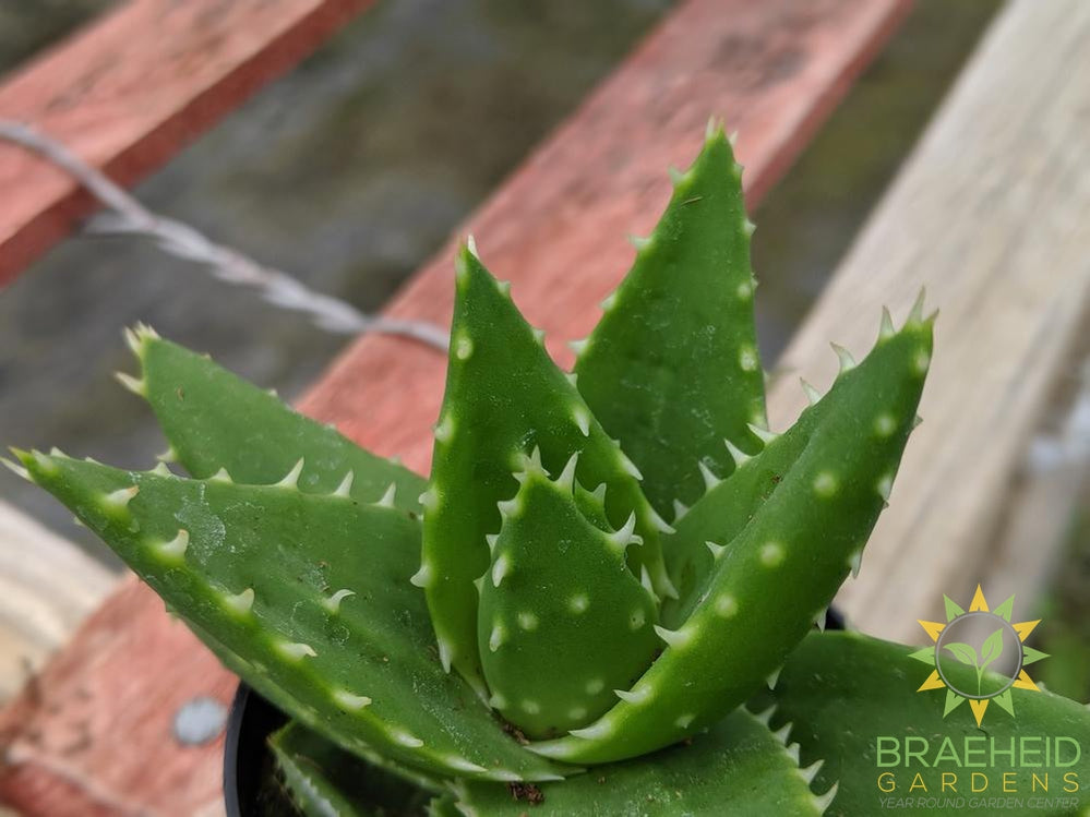 Aloe Brevifolia 'Green Jaws'