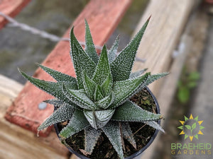 Haworthia Concolor