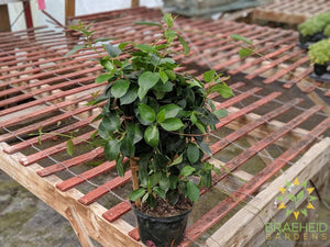 Mandevilla Vine